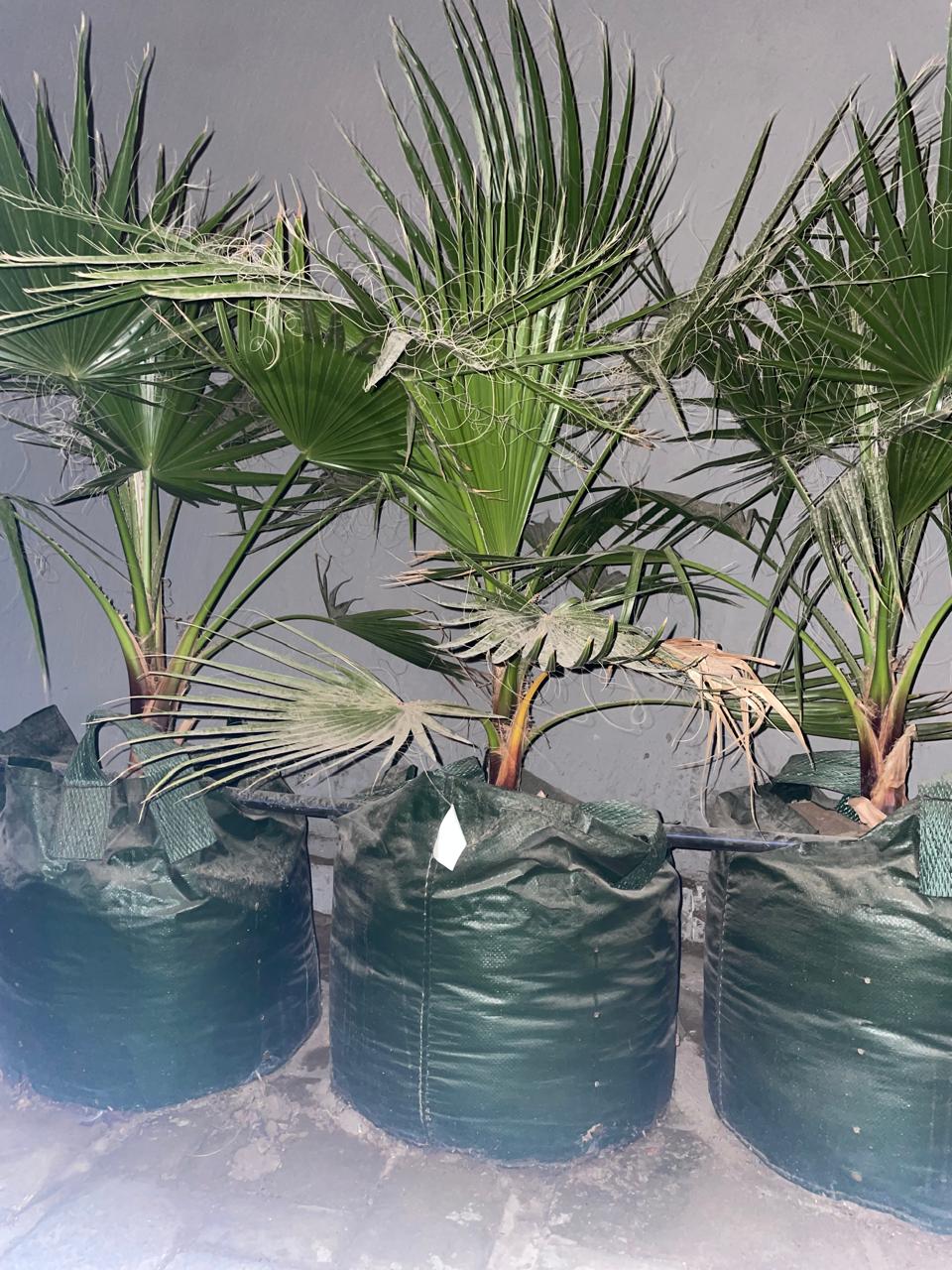 تخزين شتلات ونباتات داخل جدة